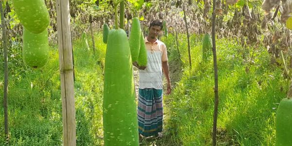মাচায় ঝুলছে লাউ, ক্রেতা নেই